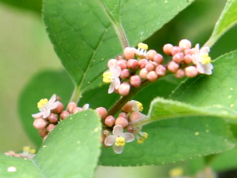 Ilex serrata