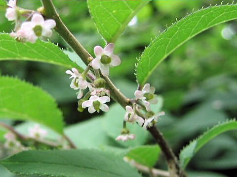 Ilex serrata