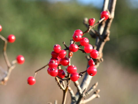 Ilex serrata