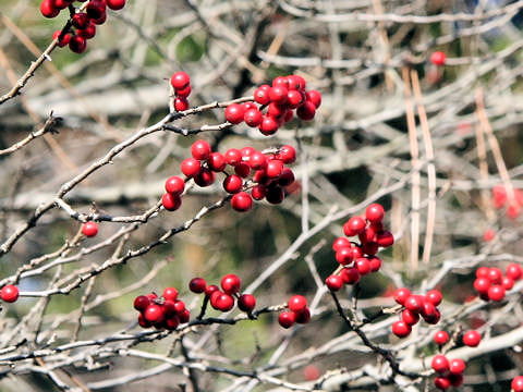 Ilex serrata