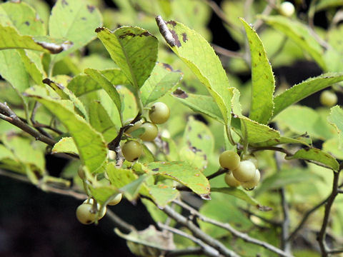 Ilex serrata