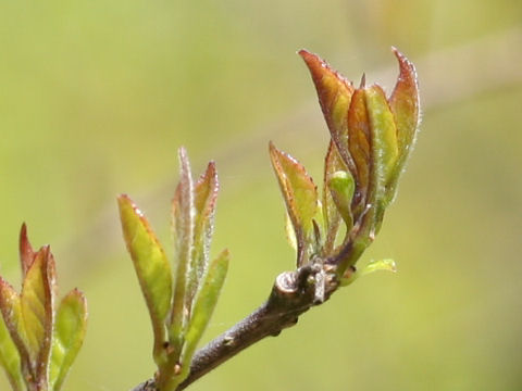 Ilex serrata