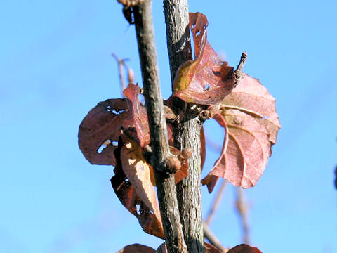 Ilex serrata