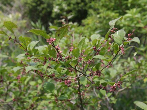 Ilex serrata