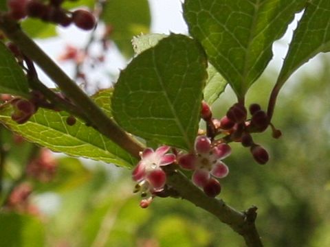 Ilex serrata