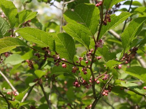 Ilex serrata