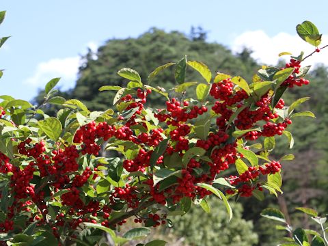 イシヅキウメモドキ