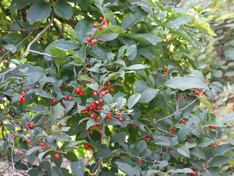 Ilex serrata