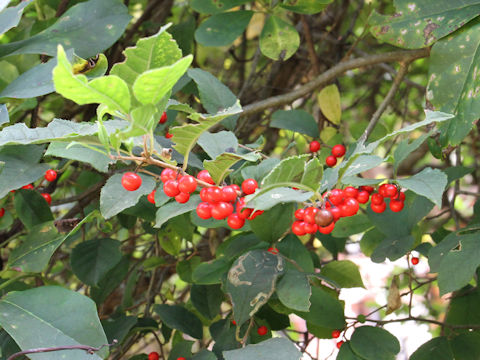 Ilex serrata