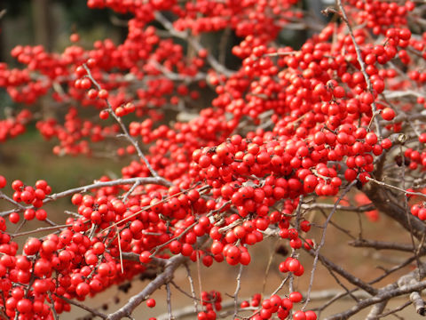 Ilex serrata