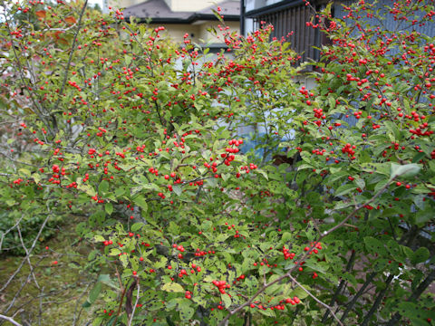 Ilex serrata