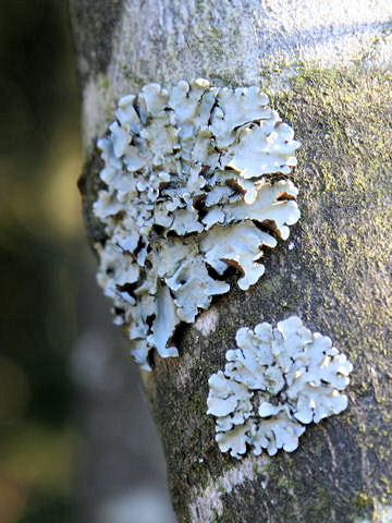 Parmotrema tinctorum