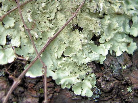 Parmotrema tinctorum