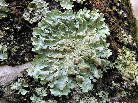 Parmotrema tinctorum