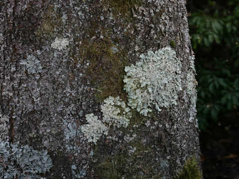 Parmotrema tinctorum