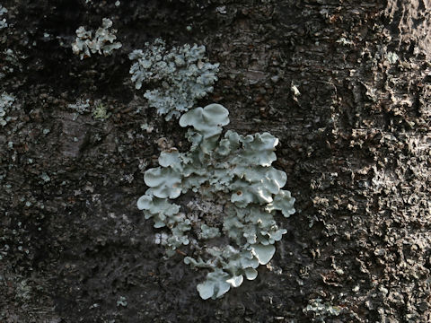 Parmotrema tinctorum