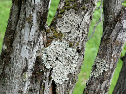 Parmotrema tinctorum