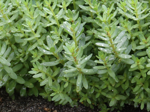 Glaux maritima var. obtusifolia