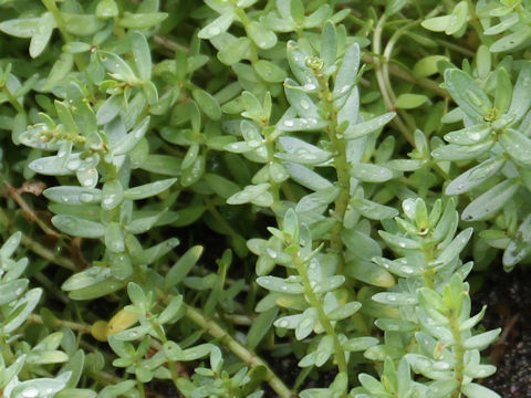 Glaux maritima var. obtusifolia
