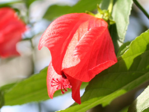 Malvaviscus arboreus var. mexicanus