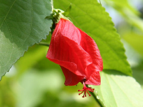 Malvaviscus arboreus var. mexicanus