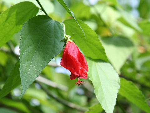 Malvaviscus arboreus var. mexicanus