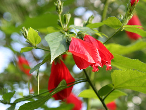 Malvaviscus arboreus var. mexicanus