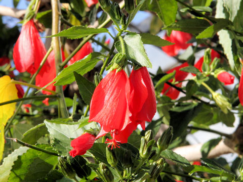 Malvaviscus arboreus var. mexicanus