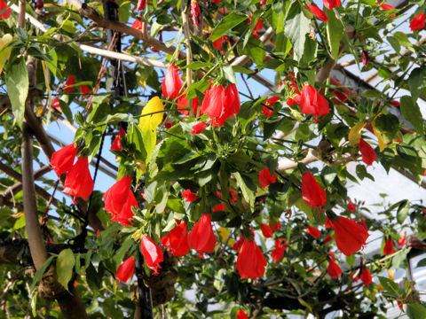 Malvaviscus arboreus var. mexicanus