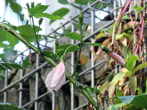 Malvaviscus arboreus var. mexicanus