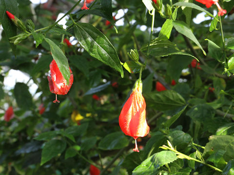 Malvaviscus arboreus var. mexicanus