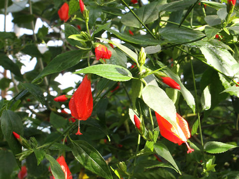 Malvaviscus arboreus var. mexicanus