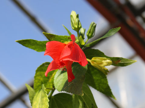 Malvaviscus arboreus var. mexicanus