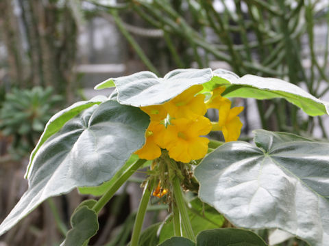 Uncarina sp.