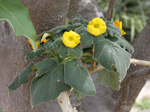 Uncarina sp.