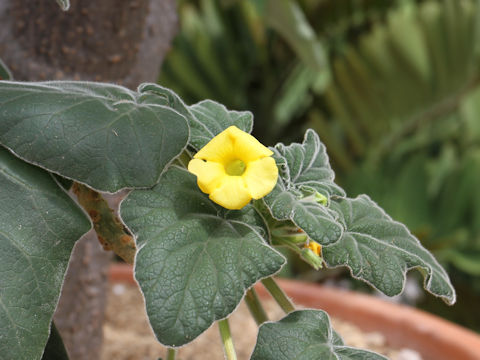 Uncarina sp.