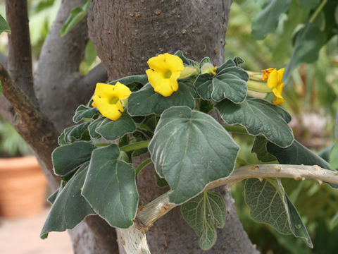 Uncarina sp.