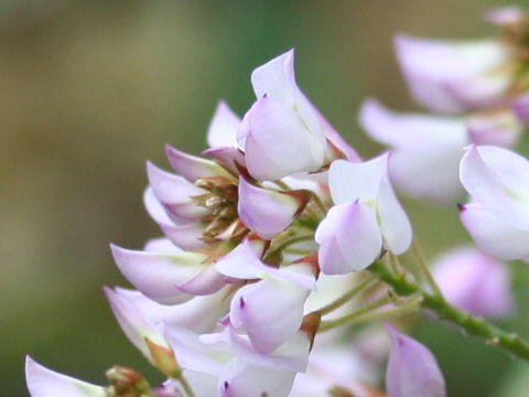 Campylotropis polyantha