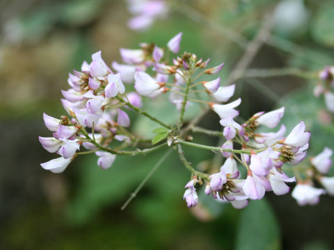 Campylotropis polyantha