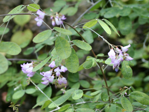 Campylotropis polyantha