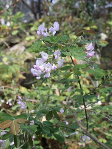 Campylotropis polyantha