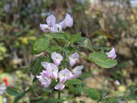 Campylotropis polyantha