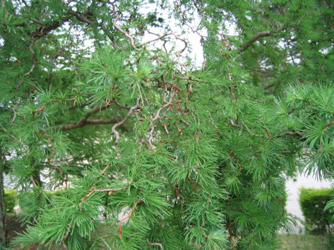 Larix kaempferi cv. Unryu