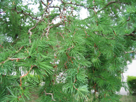 Larix kaempferi cv. Unryu