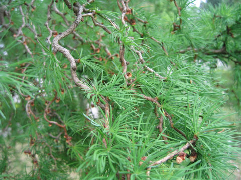 Larix kaempferi cv. Unryu