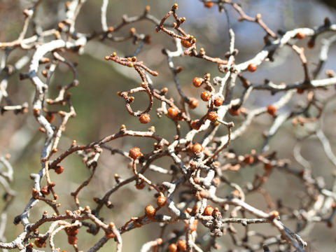 Larix kaempferi cv. Unryu