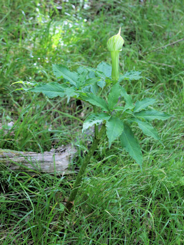 Arisaema unzenense