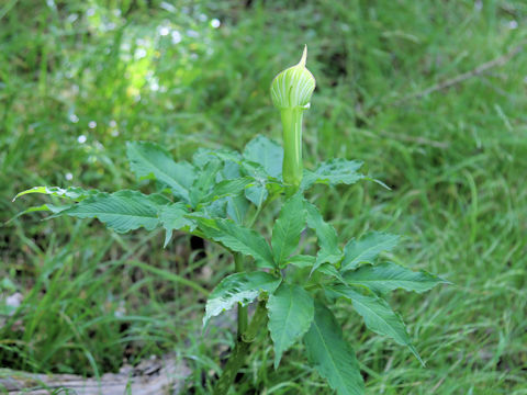 Arisaema unzenense