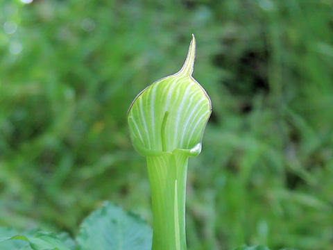 Arisaema unzenense