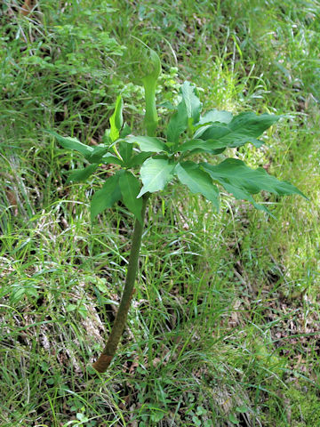 Arisaema unzenense
